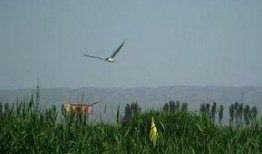 群鸟在线观看,一场视觉盛宴的云端之旅