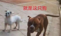 全国大狗爆料视频大全,笑料横生，宠物界的欢乐盛宴