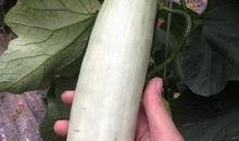 伊犁网红吃瓜是真的吗,是真是假？