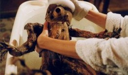 树婴在线观看,穿越时空的奇幻之旅