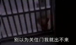 爆料大蚊子的视频大全集,视频大全集深度解析