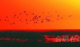 群鸟在线观看,一场视觉盛宴的云端之旅