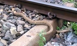 火车上有蛇在线观看,蛇影重重，揭秘神秘蛇行之旅